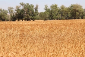 bugday-fiyatlari-yukseldi