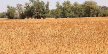 bugday-fiyatlari-yukseldi