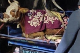 ordu’da-dere-yatagina-dusen-inek-kurtarildi