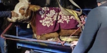 ordu’da-dere-yatagina-dusen-inek-kurtarildi