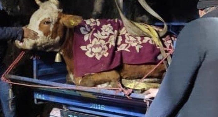 Ordu’da dere yatağına düşen inek kurtarıldı