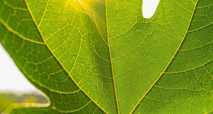 yapragi-da-kendisi-kadar-faydali:-kani-temizler,-enfeksiyonu-onler,-kansere-kalkan-olur