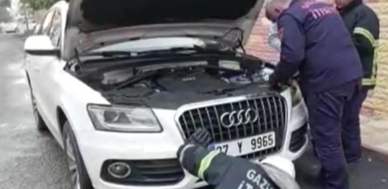 Lüks otomobilde kedi seferberliği