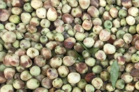 dogada-kendiliginden-yetisiyor,-kimse-yuzune-bakmiyor!-oysa-ki-bastan-ayaga-vucudu-sifirliyor