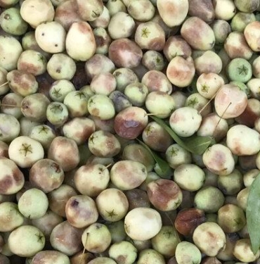 dogada-kendiliginden-yetisiyor,-kimse-yuzune-bakmiyor!-oysa-ki-bastan-ayaga-vucudu-sifirliyor