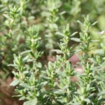 yol-kenarinda-bile-yetisiyor!-kanserin-en-cetin-savascisi,-en-kuvvetli-mikrop-oldurucu