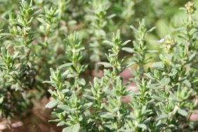 yol-kenarinda-bile-yetisiyor!-kanserin-en-cetin-savascisi,-en-kuvvetli-mikrop-oldurucu