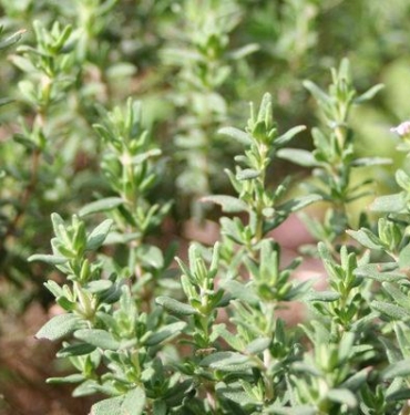 yol-kenarinda-bile-yetisiyor!-kanserin-en-cetin-savascisi,-en-kuvvetli-mikrop-oldurucu