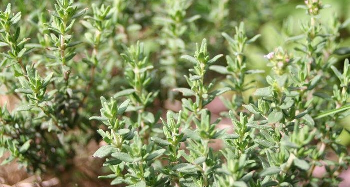 Yol kenarında bile yetişiyor! Kanserin en çetin savaşçısı, en kuvvetli mikrop öldürücü