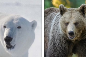 kuresel-isinma-yeni-hayvan-turleri-ortaya-cikardi