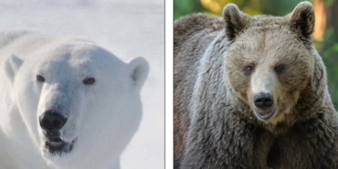 kuresel-isinma-yeni-hayvan-turleri-ortaya-cikardi