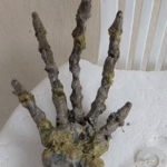 sahile-vuran-devasa-el-iskeleti-panige-yol-acti:-uzaylilara-mi-ait?