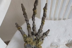 sahile-vuran-devasa-el-iskeleti-panige-yol-acti:-uzaylilara-mi-ait?