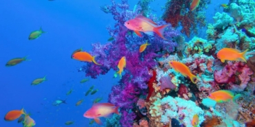 bm-ve-avustralya-karsi-karsiya-geldi:-buyuk-set-resifi