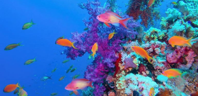 bm-ve-avustralya-karsi-karsiya-geldi:-buyuk-set-resifi