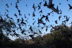 bazi-yarasalar-death-metal-sarkicilariyla-benzer-sesler-cikariyor