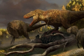76-milyon-yil-once-yasayan-yeni-bir-dinozor-turu-kesfedildi:-t.-rex’in-atasi-bulundu-mu?