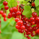 kisin-doktor-yuzu-gormek-istemeyenlerin-tercihi-olacak:-gribe-karsi-vucudu-celik-gibi-yapiyor!-bir-avucu-sifa-dagitiyor