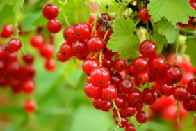 kisin-doktor-yuzu-gormek-istemeyenlerin-tercihi-olacak:-gribe-karsi-vucudu-celik-gibi-yapiyor!-bir-avucu-sifa-dagitiyor