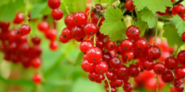 kisin-doktor-yuzu-gormek-istemeyenlerin-tercihi-olacak:-gribe-karsi-vucudu-celik-gibi-yapiyor!-bir-avucu-sifa-dagitiyor