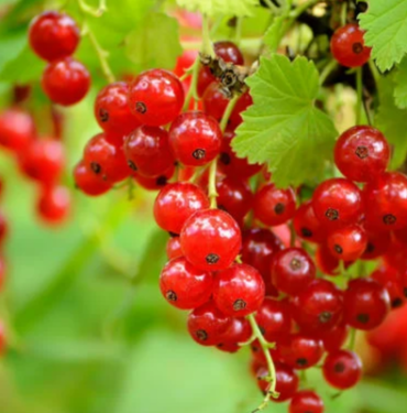 kisin-doktor-yuzu-gormek-istemeyenlerin-tercihi-olacak:-gribe-karsi-vucudu-celik-gibi-yapiyor!-bir-avucu-sifa-dagitiyor