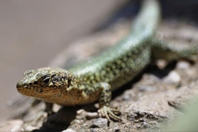 kertenkeleler-dusunulenden-35-milyon-yil-onceye-dayaniyor-olabilir