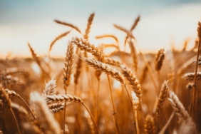 bugday-ruseymi-nasil-tuketilir,-nasil-elde-edilir?-bugday-ruseymi-nasil-kullanilir,-ruseymi-diyet-tarifleri