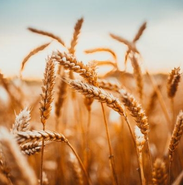 bugday-ruseymi-nasil-tuketilir,-nasil-elde-edilir?-bugday-ruseymi-nasil-kullanilir,-ruseymi-diyet-tarifleri