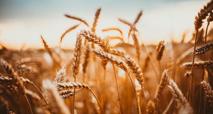 Buğday ruşeymi nasıl tüketilir, nasıl elde edilir? Buğday ruşeymi nasıl kullanılır, ruşeymi diyet tarifleri