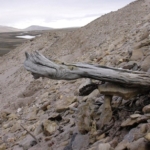 dunyanin-en-eski-dna-ornegi-bulundu:-2-milyon-yasinda