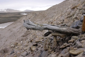 dunyanin-en-eski-dna-ornegi-bulundu:-2-milyon-yasinda