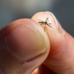 normalden-bin-kat-fazla-bocek-ilacina-dahi-dayanabilen-“super”-sivrisinekler-kesfedildi