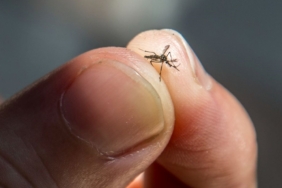 normalden-bin-kat-fazla-bocek-ilacina-dahi-dayanabilen-“super”-sivrisinekler-kesfedildi