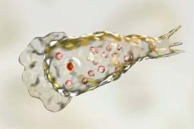 beyin-yiyen-amip-(naegleria-fowleri)-nedir,-belirtileri-nelerdir?-beyin-yiyen-amip-nasil-bulasir?