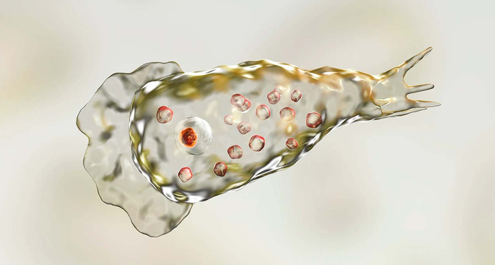 Beyin yiyen amip (Naegleria fowleri) nedir, belirtileri nelerdir? Beyin yiyen amip nasıl bulaşır?