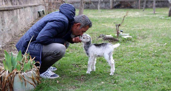 Annesini ayı yiyen oğlak tesadüfen hayata tutundu