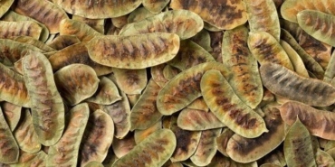 faydalarini-duyan-aktara-kosuyor!-bu-ot-zahmetsizce-zayiflatiyor!-tansiyon-dengeleyici-ozellige-sahip