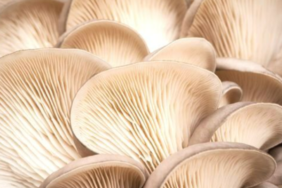 dogal-antibiyotik-olarak-biliniyor:-cinsel-gucu-ucurur!-kansere-yakalanma-riskini-azaltir…