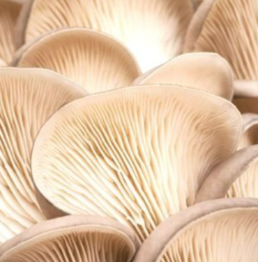 dogal-antibiyotik-olarak-biliniyor:-cinsel-gucu-ucurur!-kansere-yakalanma-riskini-azaltir…