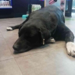 isinmak-icin-magazaya-giren-kopegin-mama-masrafini-calisanlar-karsiliyor