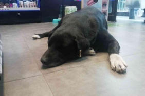 isinmak-icin-magazaya-giren-kopegin-mama-masrafini-calisanlar-karsiliyor