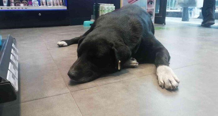 Isınmak için mağazaya giren köpeğin mama masrafını çalışanlar karşılıyor