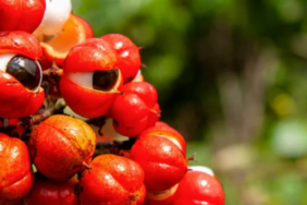 yillardir-sifa-kaynagi-olarak-kullaniliyor!-dogal-agri-kesicinin-faydalari-saymakla-bitmiyor