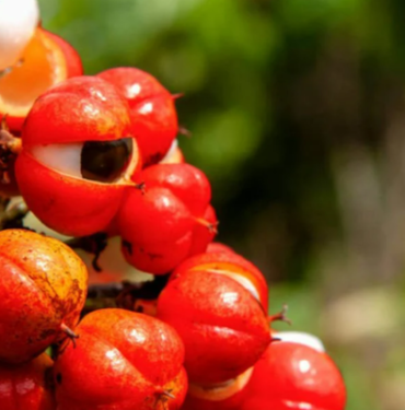 yillardir-sifa-kaynagi-olarak-kullaniliyor!-dogal-agri-kesicinin-faydalari-saymakla-bitmiyor