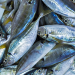 sadece-bir-porsiyon-balik-yemek-bile-vucudu-zehirleyebilir!-bagisiklik-sistemini-bitiriyor,-kanser-riskini-artiriyor