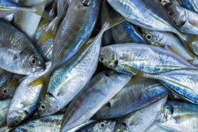 sadece-bir-porsiyon-balik-yemek-bile-vucudu-zehirleyebilir!-bagisiklik-sistemini-bitiriyor,-kanser-riskini-artiriyor