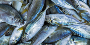 sadece-bir-porsiyon-balik-yemek-bile-vucudu-zehirleyebilir!-bagisiklik-sistemini-bitiriyor,-kanser-riskini-artiriyor