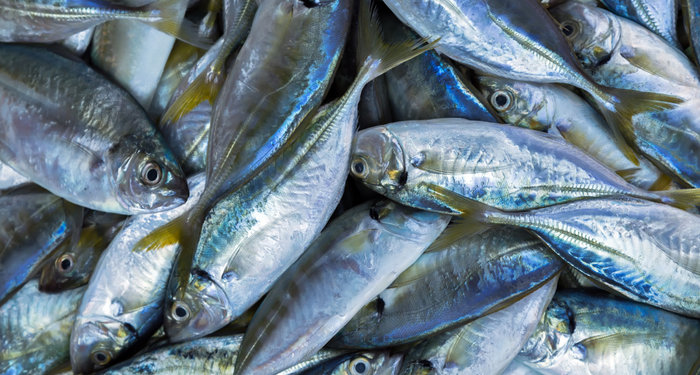 sadece-bir-porsiyon-balik-yemek-bile-vucudu-zehirleyebilir!-bagisiklik-sistemini-bitiriyor,-kanser-riskini-artiriyor