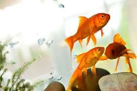 baliklar-sahiplerinin-kredi-kartiyla-alisveris-yapti