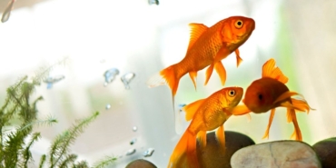 baliklar-sahiplerinin-kredi-kartiyla-alisveris-yapti